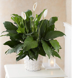 Peace Lily 