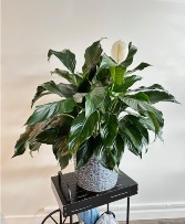 Peace Lily 