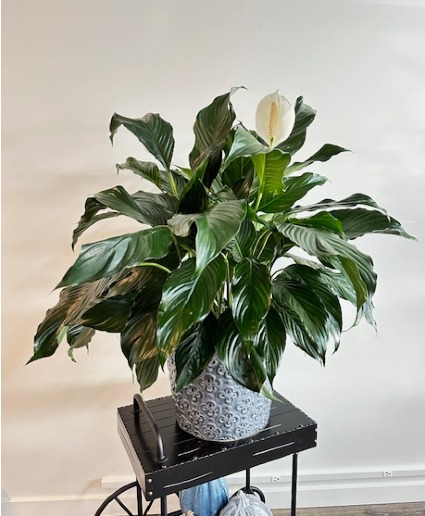 Peace Lily 