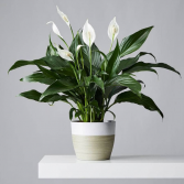 Peace Lily 8” Plant
