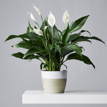 Peace Lily 8” Plant in Owensboro, KY | Ivy Trellis Floral