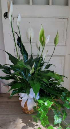 Peace Lily and English ivy  Live plants