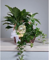 Peace Lily and Ivy Keepsake  Plants