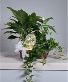 Peace Lily and Ivy Keepsake  Plants