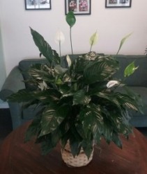 Peace Lily Basket