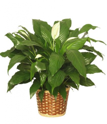 Peace Lily-basket
