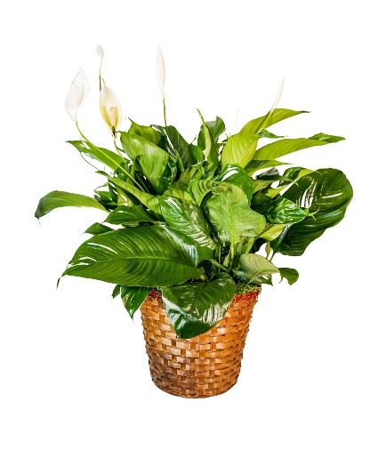 Peace Lily Basket - Large Arrangement