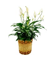 Peace Lily Basket - Medium Arrangement