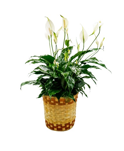 Peace Lily Basket - Medium Arrangement
