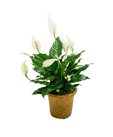 Peace Lily Basket - Small Arrangement in Fort Smith, AR | EXPRESSIONS FLOWERS, LLC