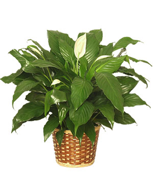 Peace Lily  Best Sellers