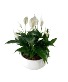Peace Lily Bowl Plant