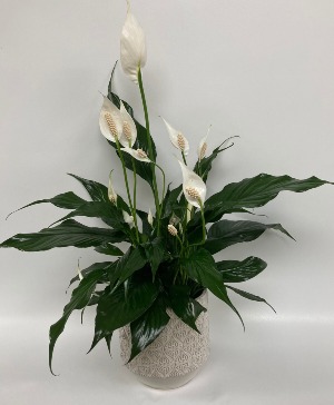 Peace Lily  Ceramic Container 