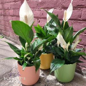 Peace Lily Ceramic Pot Plant