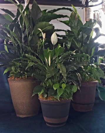 Peace Lily Combo Plant