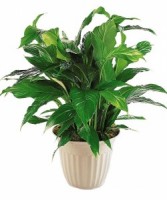 Peace Lily Designer Container Plant