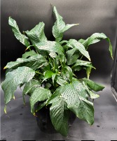 Peace Lily Designers Choice 