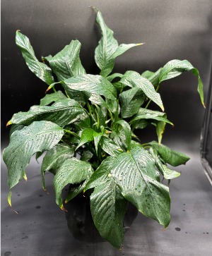 Peace Lily Designers Choice 