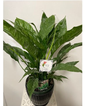 Peace Lily Domino Spathiphylum Variegated Tropical House Plant