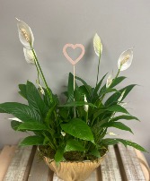 Peace Lily Elegance 