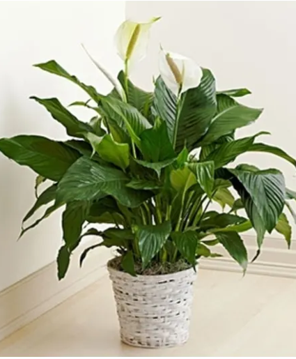 Peace Lily Floor Plant - 00373 