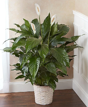 Peace Lily Floor Plant  1800-Flowers