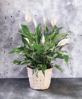 Peace Lily Floor Plant  