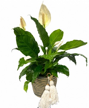Peace Lily Floor Plant in Boho Basket  
