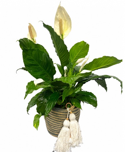 Peace Lily Floor Plant in Boho Basket  