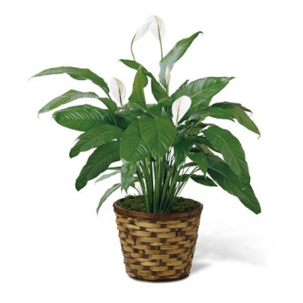 Peace Lily Flowering Plant