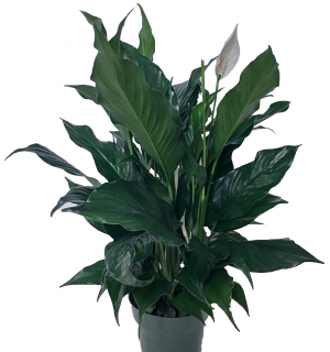 Peace Lily Flowering Plant in Prairie Grove, AR | FLOWERS-N-FRIENDS Peace Lily Flowering Plant in Prairie Grove, AR | FLOWERS-N-FRIENDS