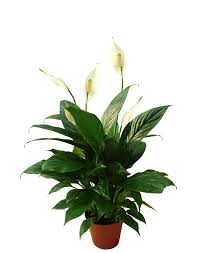 Peace Lily Flowering Plant