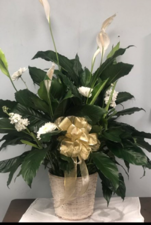 Peace Lily Funeral