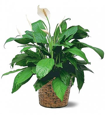 Peace Lily Indoor Plants