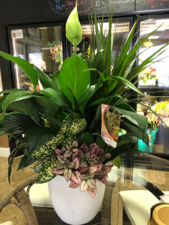 peace lily garden