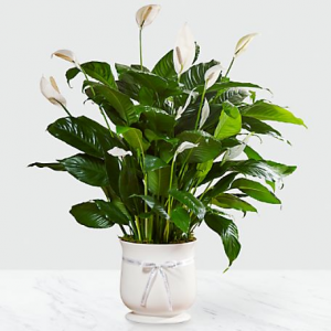 Peace Lily green house plant