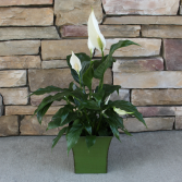 Peace Lily Green House Plant