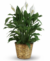 PEACE LILY Green plant