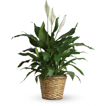 Peace Lily Green Plant