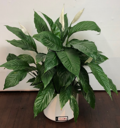 Peace Lily Green Plant