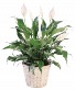 Peace Lily  Green plant