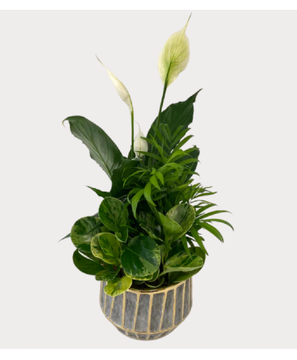 Peace Lily Grey Planter Plant