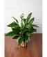 Purchase this funeral home arrangement