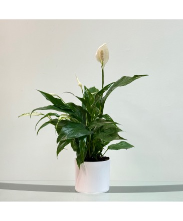 Peace Lily House Plant in Newmarket, ON | FLOWERS 'N THINGS FLOWER & GIFT SHOP Peace Lily House Plant in Newmarket, ON | FLOWERS 'N THINGS FLOWER & GIFT SHOP