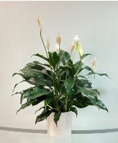 Lush Peace Lily House Plant