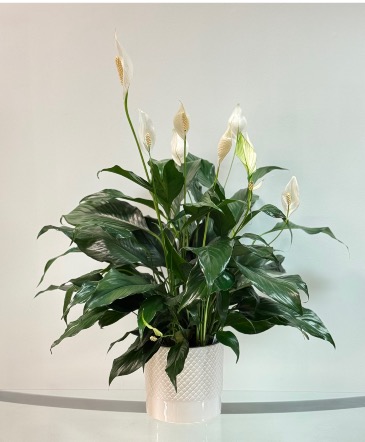 Lush Peace Lily House Plant in Newmarket, ON | FLOWERS 'N THINGS FLOWER & GIFT SHOP Lush Peace Lily House Plant in Newmarket, ON | FLOWERS 'N THINGS FLOWER & GIFT SHOP