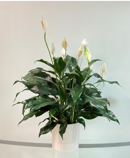 Lush Peace Lily House Plant