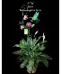 Peace Lily Hummingbird Solar Light Stake 