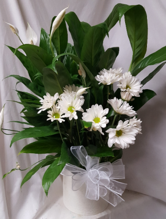 Peace Lily in a 6