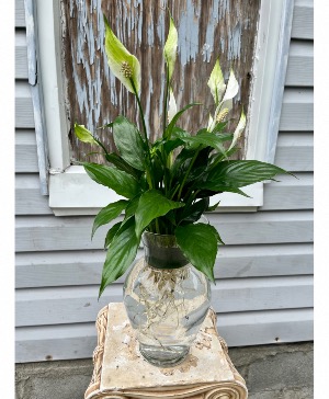 Peace Lily In a Glass vase  Green Plant